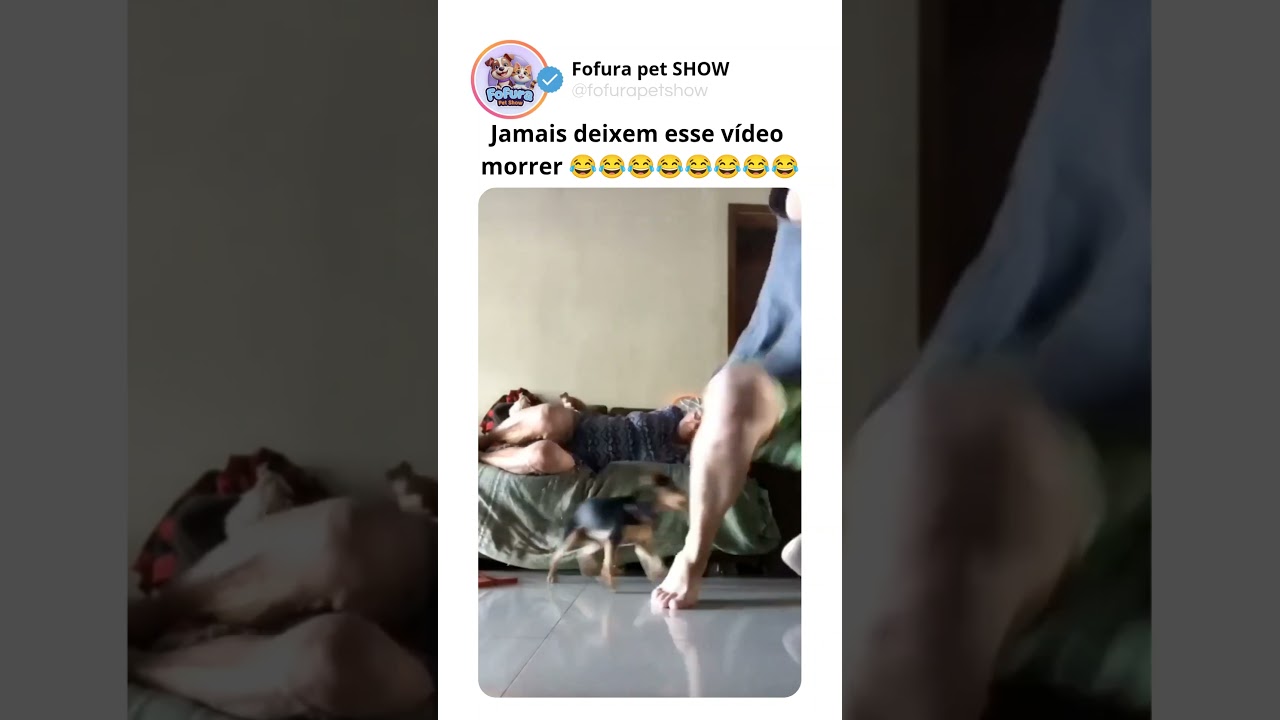 a véia se acabando de rir 😂😂😂😂 #engraçado #funny #dog #cachorro