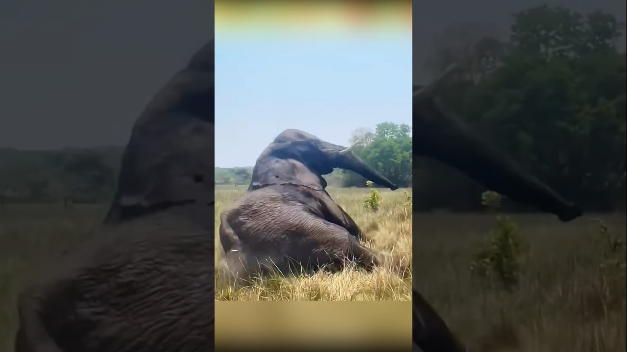 ஒரு யானையால் காட்டில் Party நடக்கும் !!