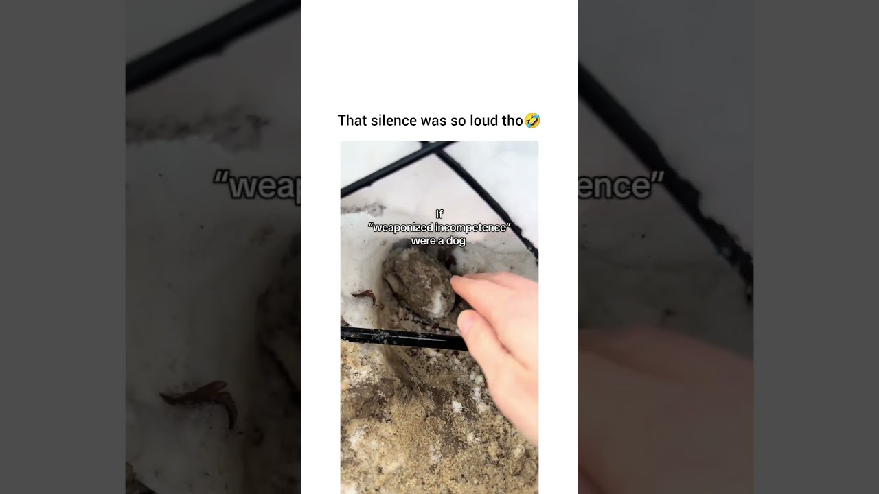 🐶: I swear it moved 👀