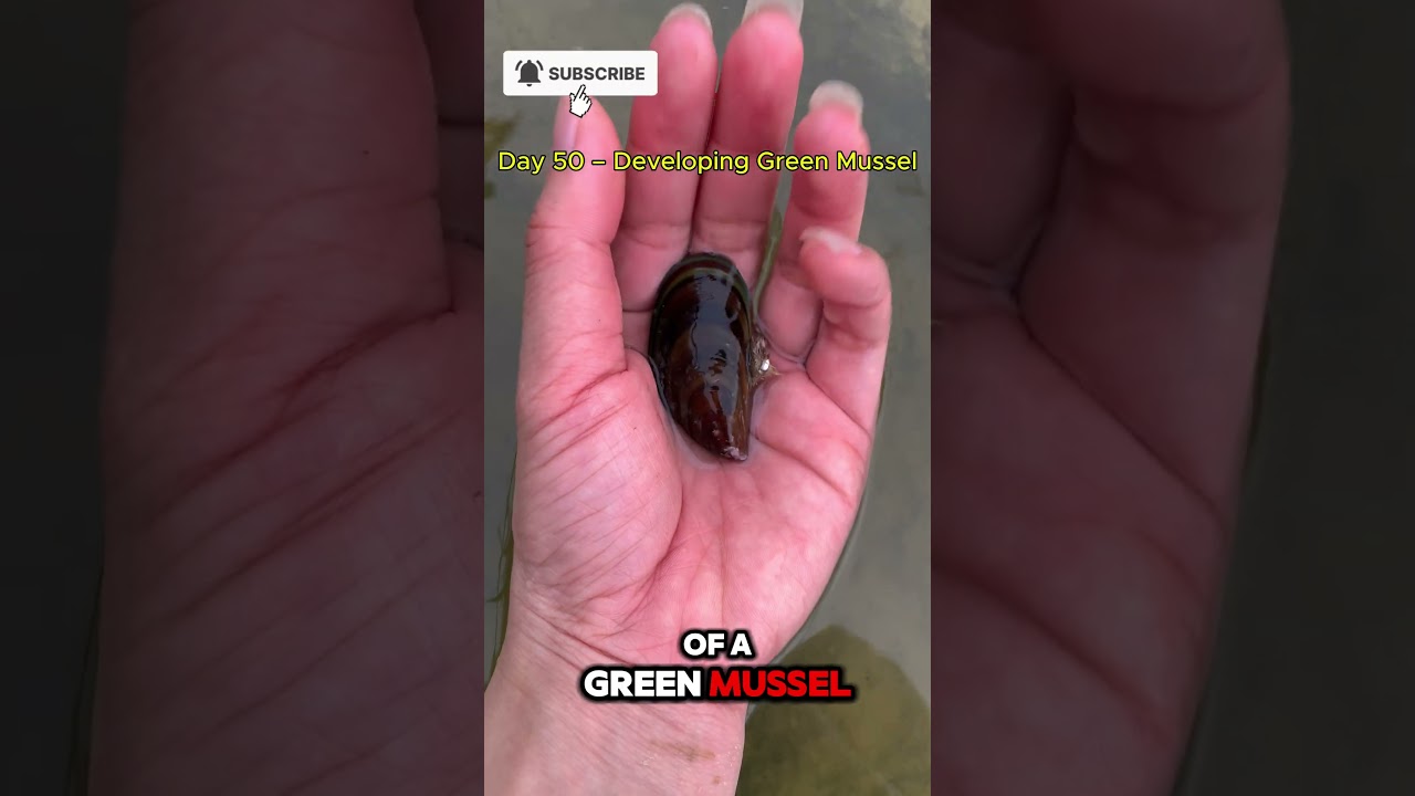 The Growth Journey of a Little Green Mussel