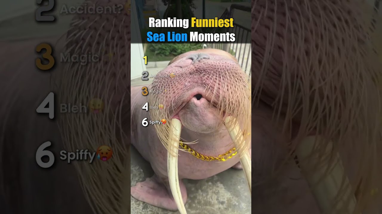 Ranking Funniest Sea Lion Moments