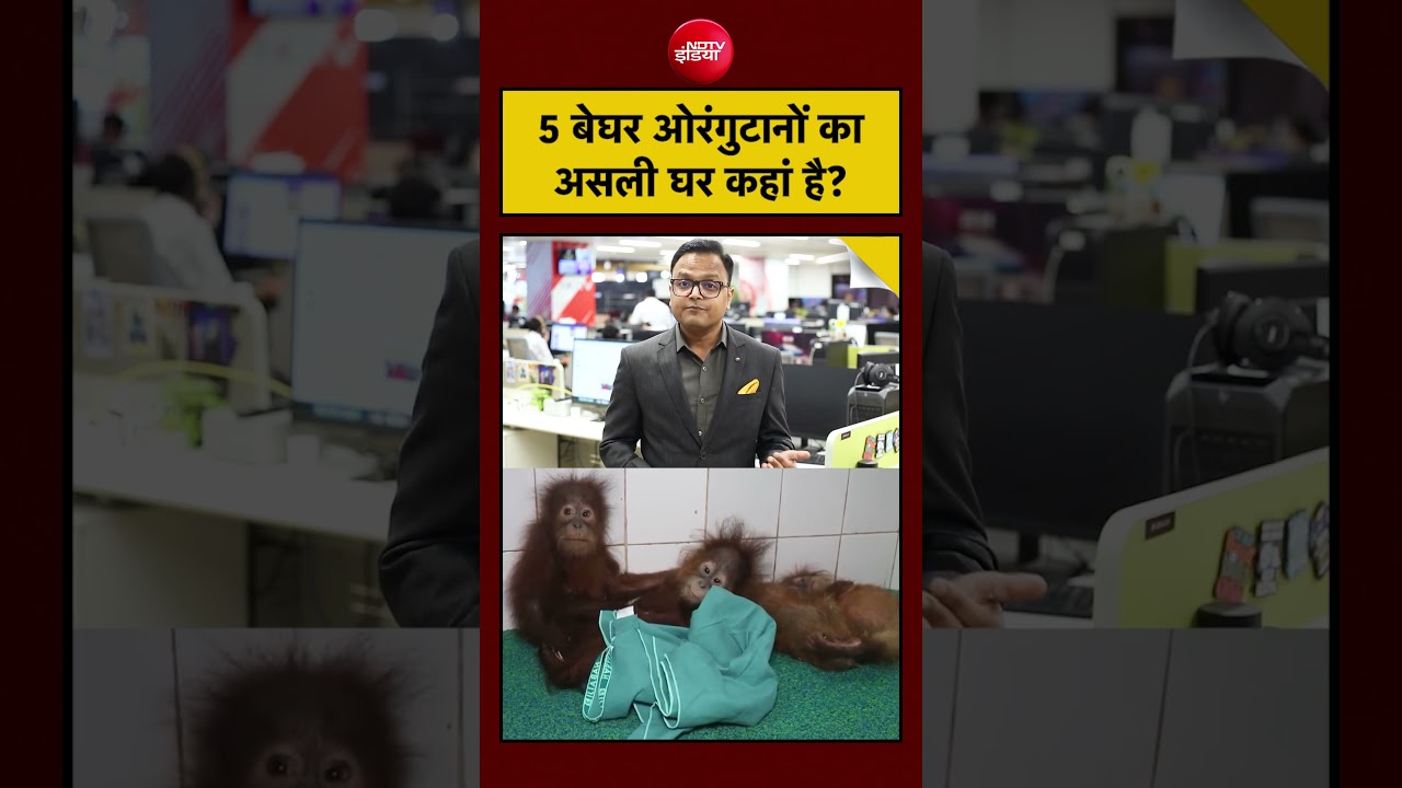 Odisha Orangutan Mystery: खतरे में पड़े 5 दुर्लभ वानर! | Siddharth Prakash