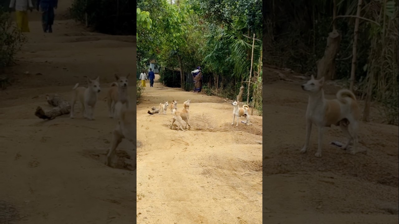 Drone पर Dogesh का रिएक्शन 😂