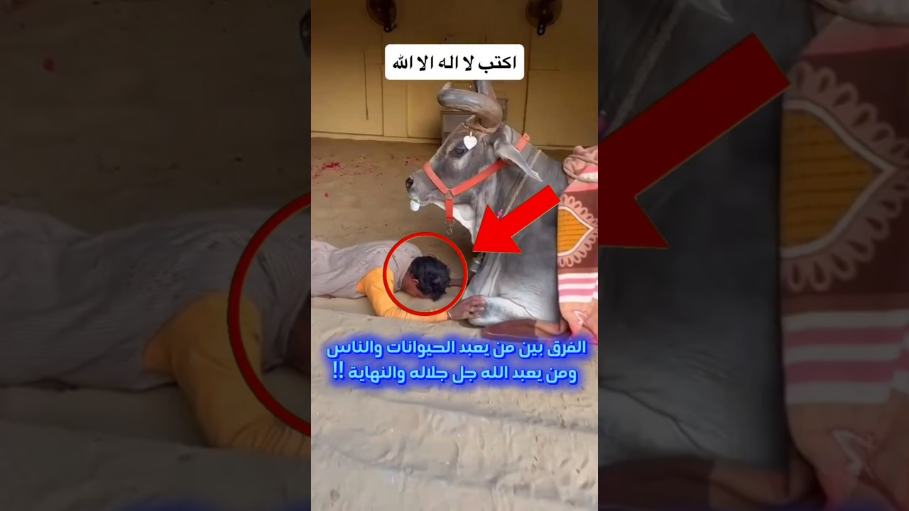 الفرق بين من يعبد الحيوانات والناس ومن يعبد الله جل جلاله والنهاية !!