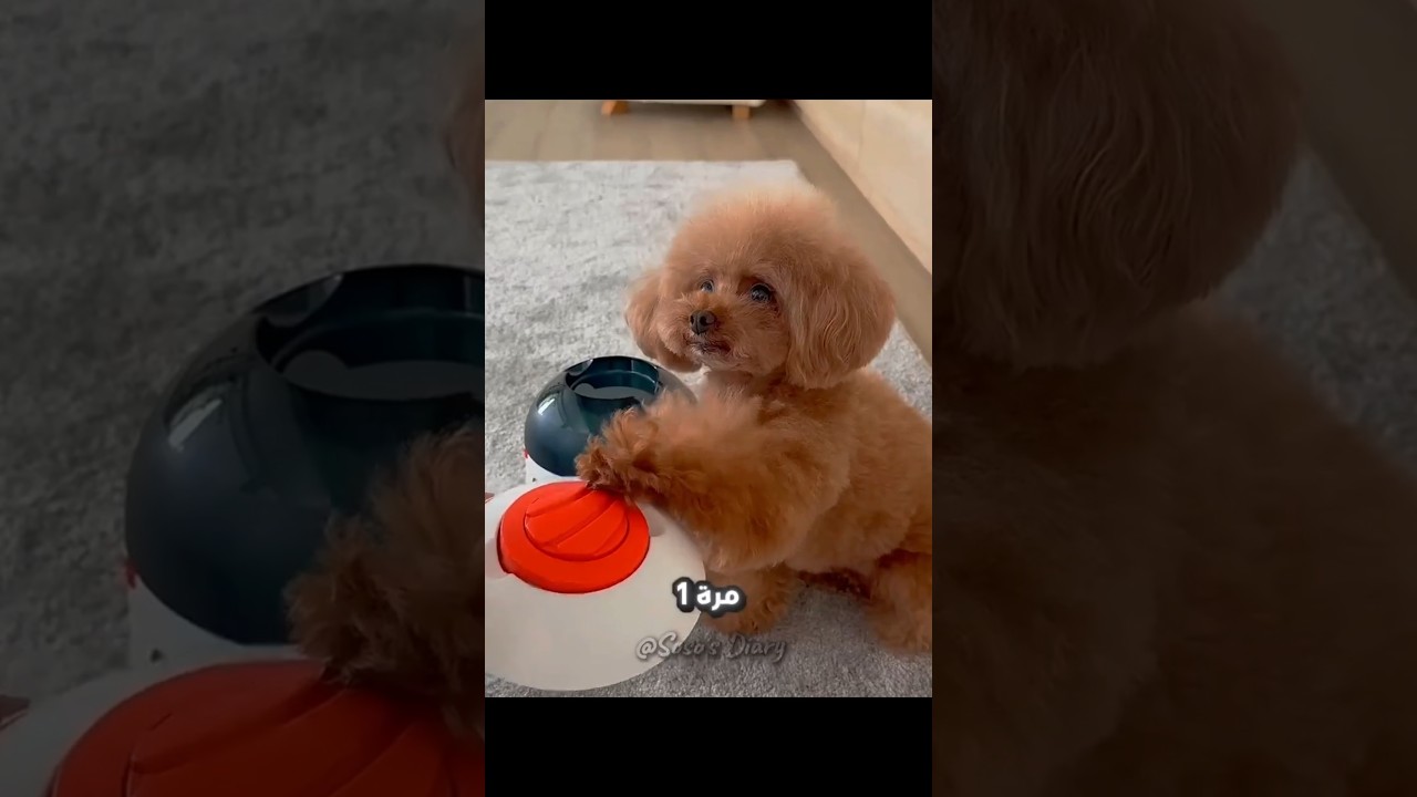 اذكي كلبة هتشوفها عينك