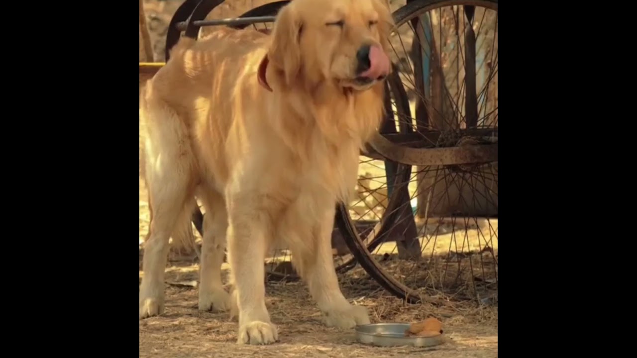 unconditional love bonding ❤oldlady kindness ❤ love attitude 😍 dog lover #love #attitude #shorts