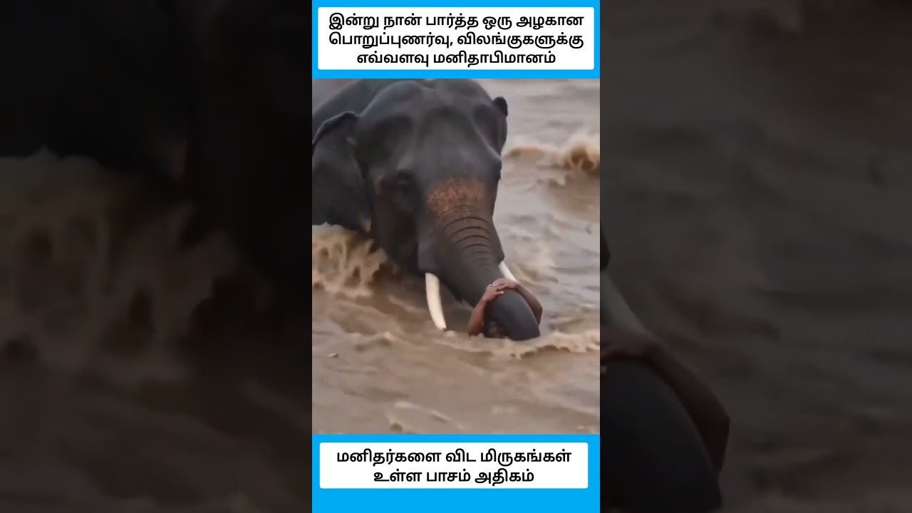 மனிதர்களை விட மிருகங்கள் உள்ள பாசம் அதிகம் #shorts