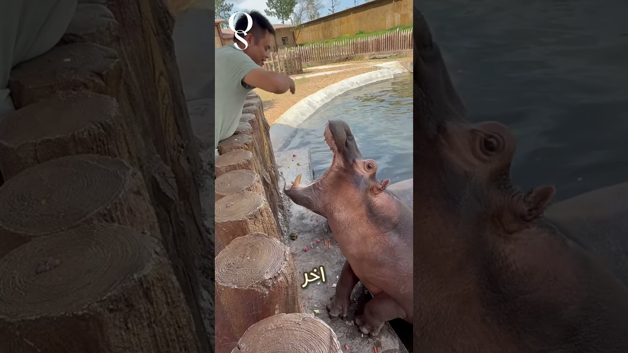 🐴 عاد ليطعم حصانه، لكن ضيفًا غير متوقع ظهر فجأة!😍🍉