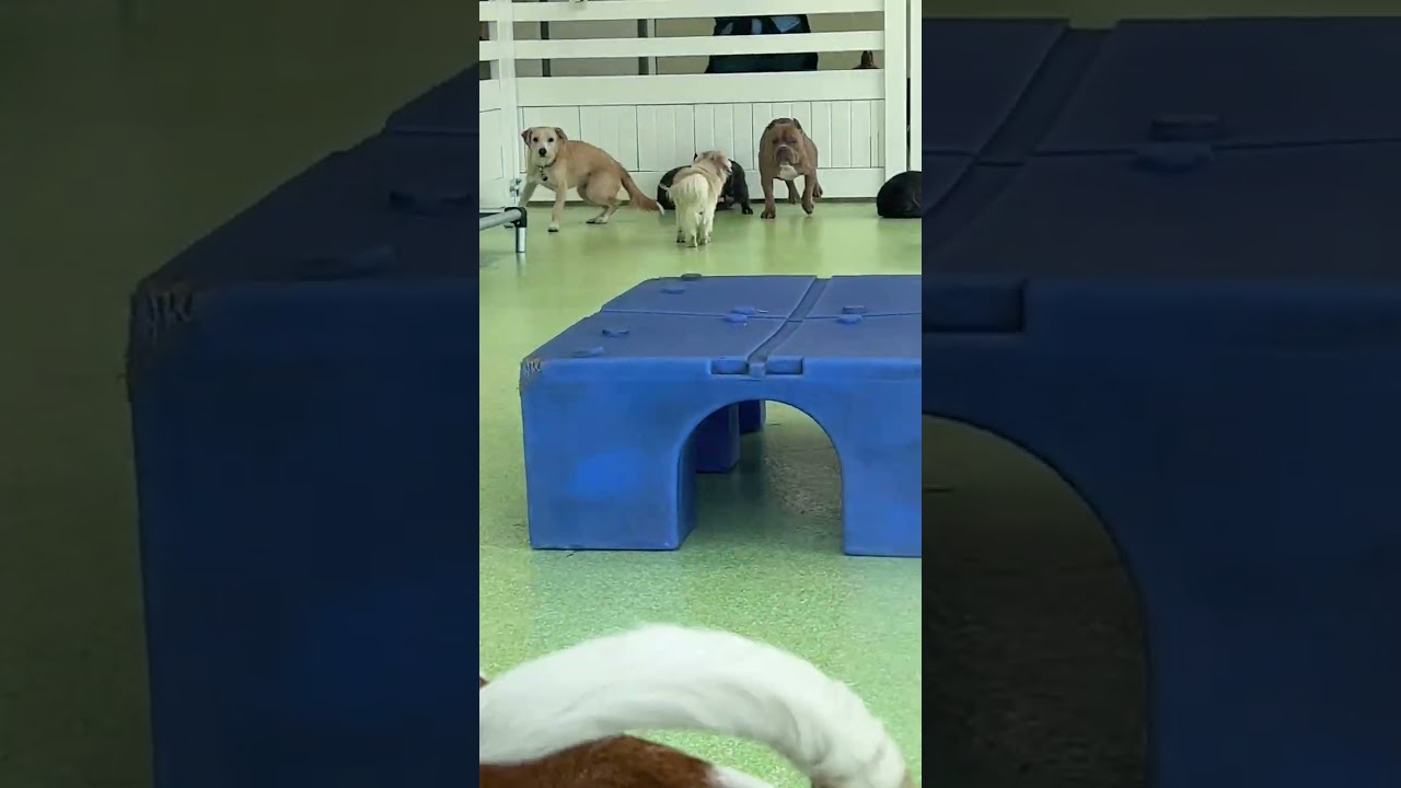 I cant watch this without crying again 🤣😭 I love my boy so much #dailyhippo 🦛🦛🦛🦛🦛❤️❤️❤️