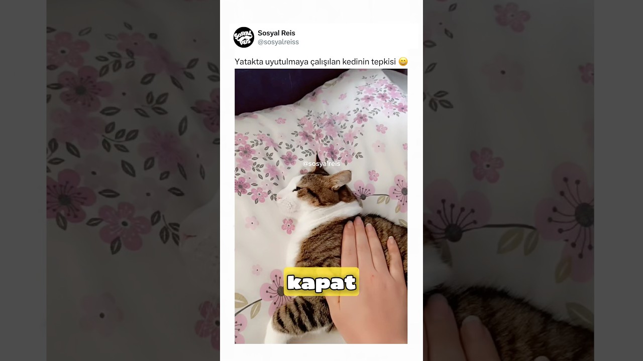 Yatakta uyutulmaya çalışılan kedinin tepkisi 😄