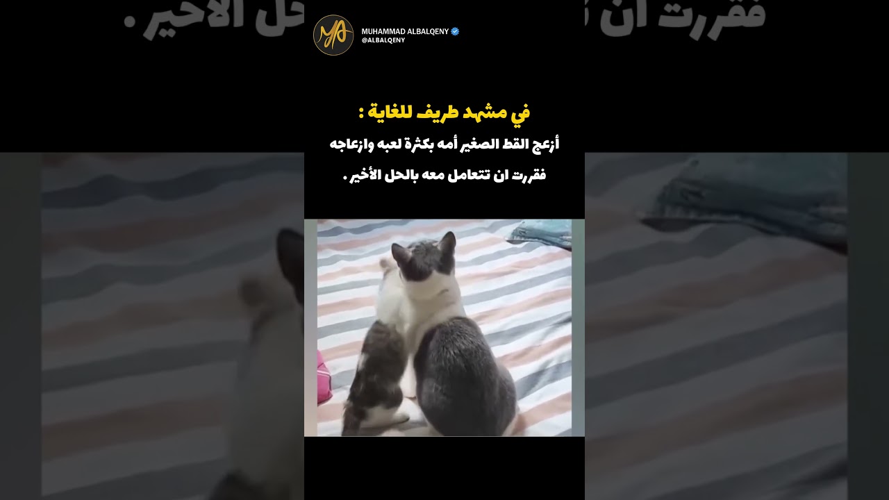 الأم القطة تستخدم طريقة غير متوقعة لتهدئة صغيرها🐱 #قطط #كوميديات #ضحك