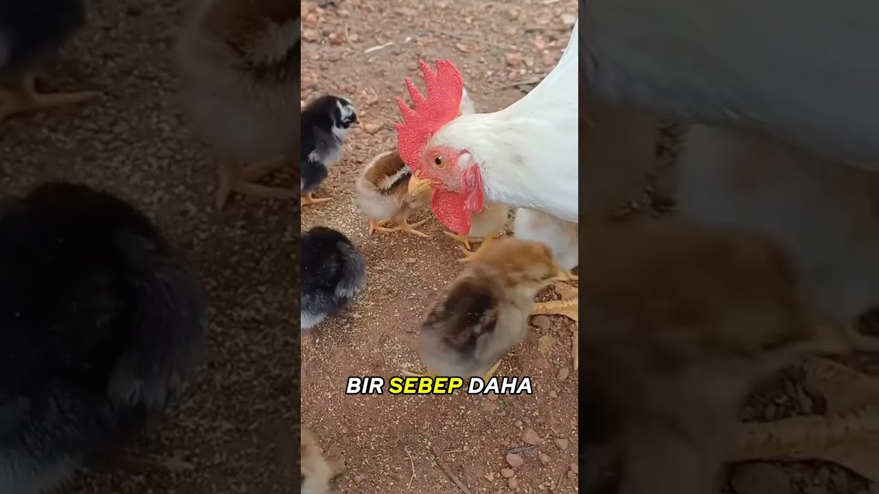 Çömelince Civcivler Neden Sana Geliyor 🐥