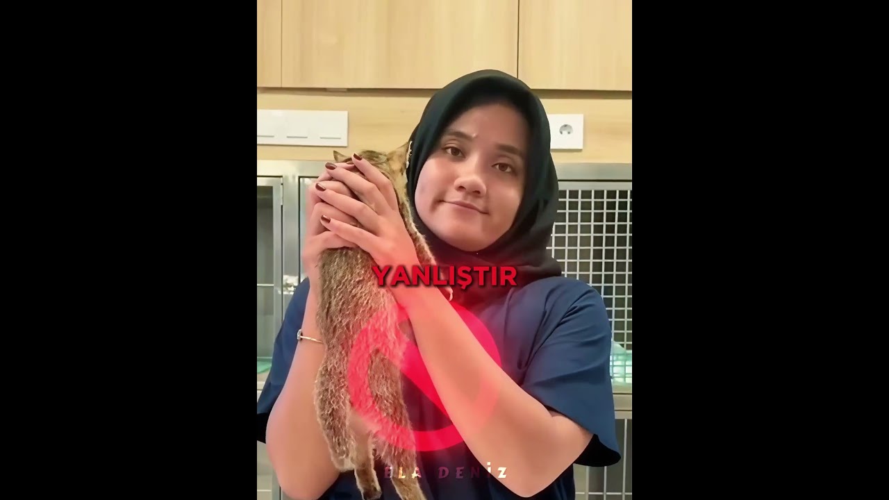 Kedinizi Yanlış Tutuyor Olabilirsiniz