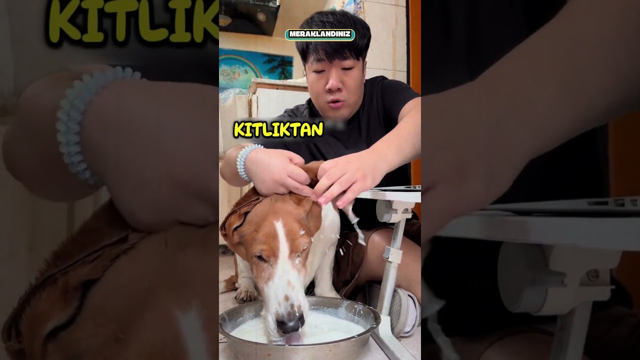 Köpeğim İçin Harika Çözüm..❗️😂
