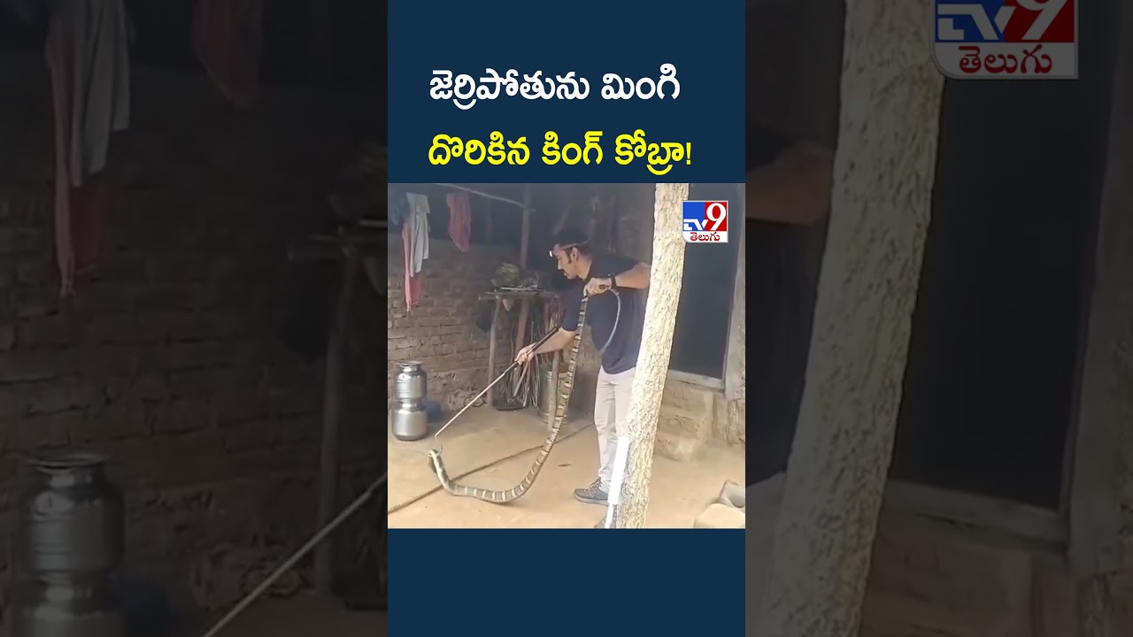 Parvathipuram Manyam District : జెర్రిపోతును మింగి దొరికిన కింగ్ కోబ్రా! - TV9