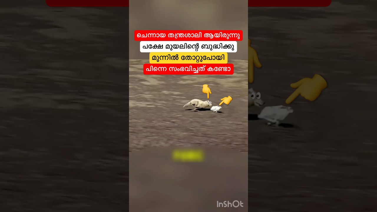 ചെന്നായ തന്ത്രശാലി ആയിരുന്നു പക്ഷേ മുയലിന്റെ ബുദ്ധിക്കു മുന്നിൽ തോറ്റുപോയി #shortsfeed #shorts