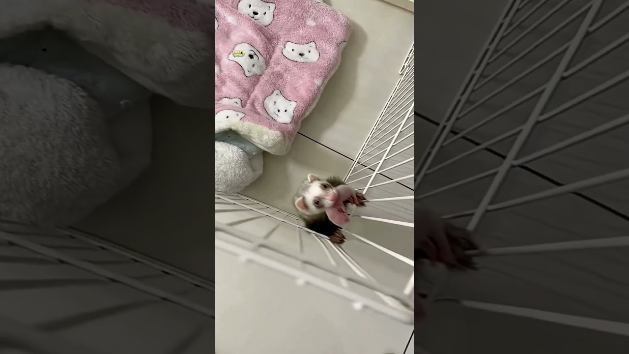 Rahasia si lucu ferret #shorts