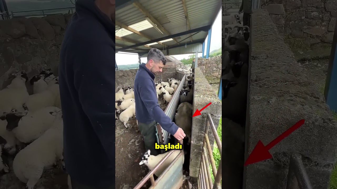 Bu Küçük Koyun Çobanı Kandırmaya Çalıştı 😮