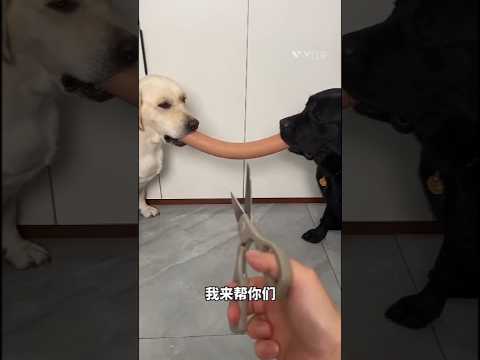 so cuteness puppy very honest puppy white lab🥺#pets #labrador #shorts #short 😍🙏