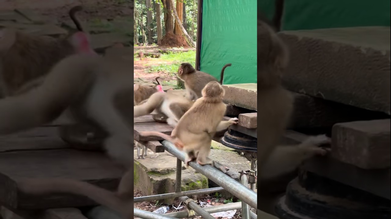 13“A Mother’s Love Is the Purest Love ❤️🐒”