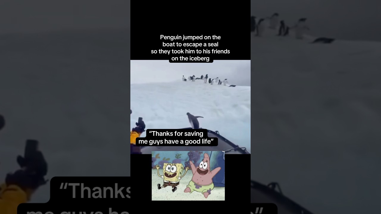 Penguin gets reunited with his friends😃 #fyp #viral #animals #cute #penguin #sweet #funny #ytshorts