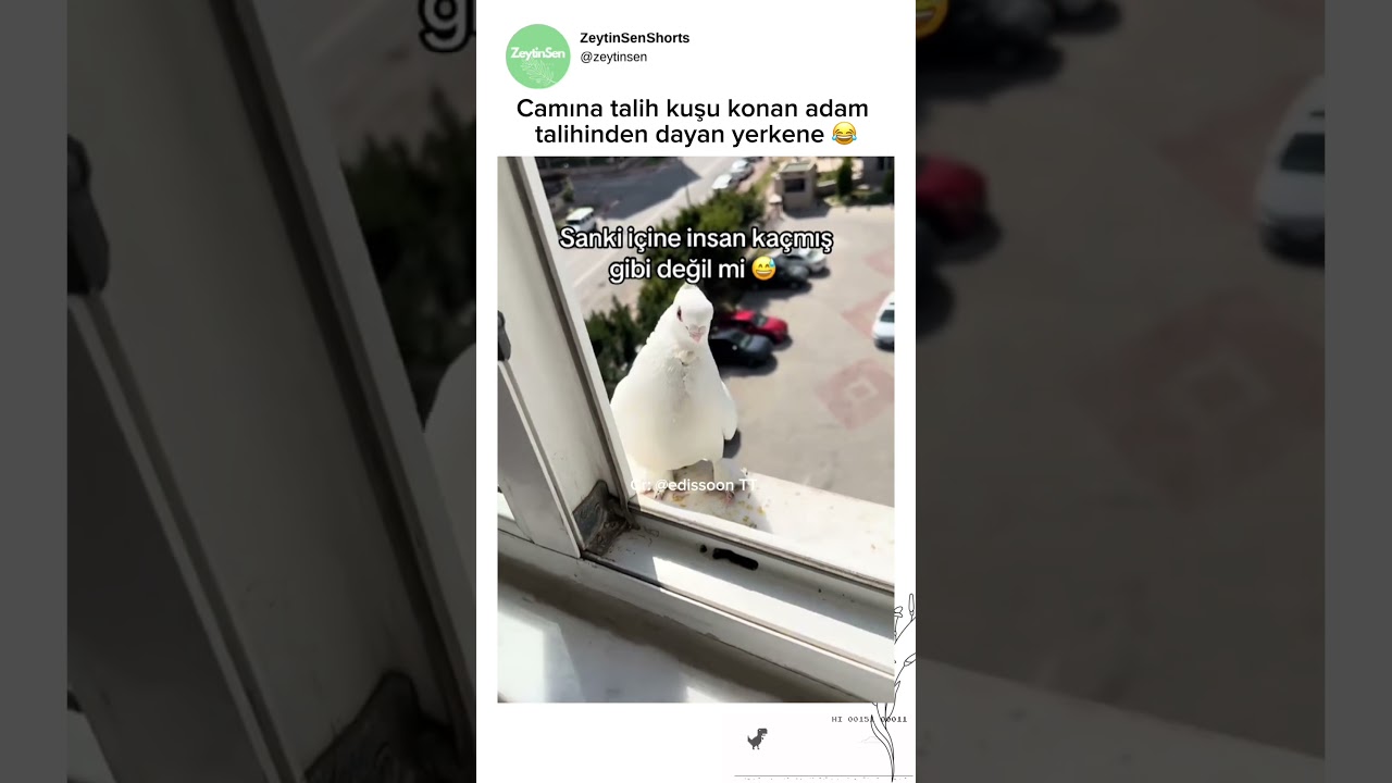 Kuştan tokat yiyen adam
