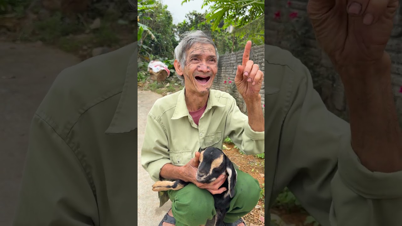 Chú dê đáng thương và ông nội tội nghiệp😥🐐 #shorts
