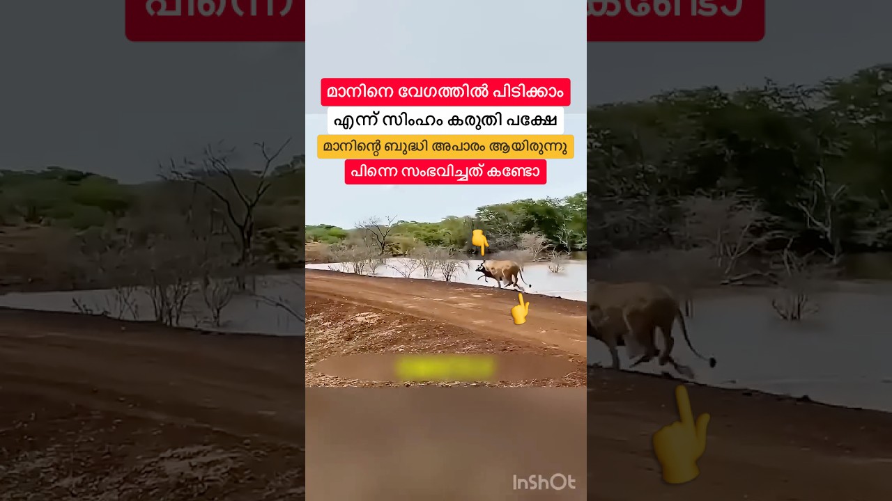മാനിനെ വേഗത്തിൽ പിടിക്കാം എന്ന് സിംഹം കരുതി പക്ഷേ മാനിന്റെ ബുദ്ധി അപാരം ആയിരുന്നു #shorts