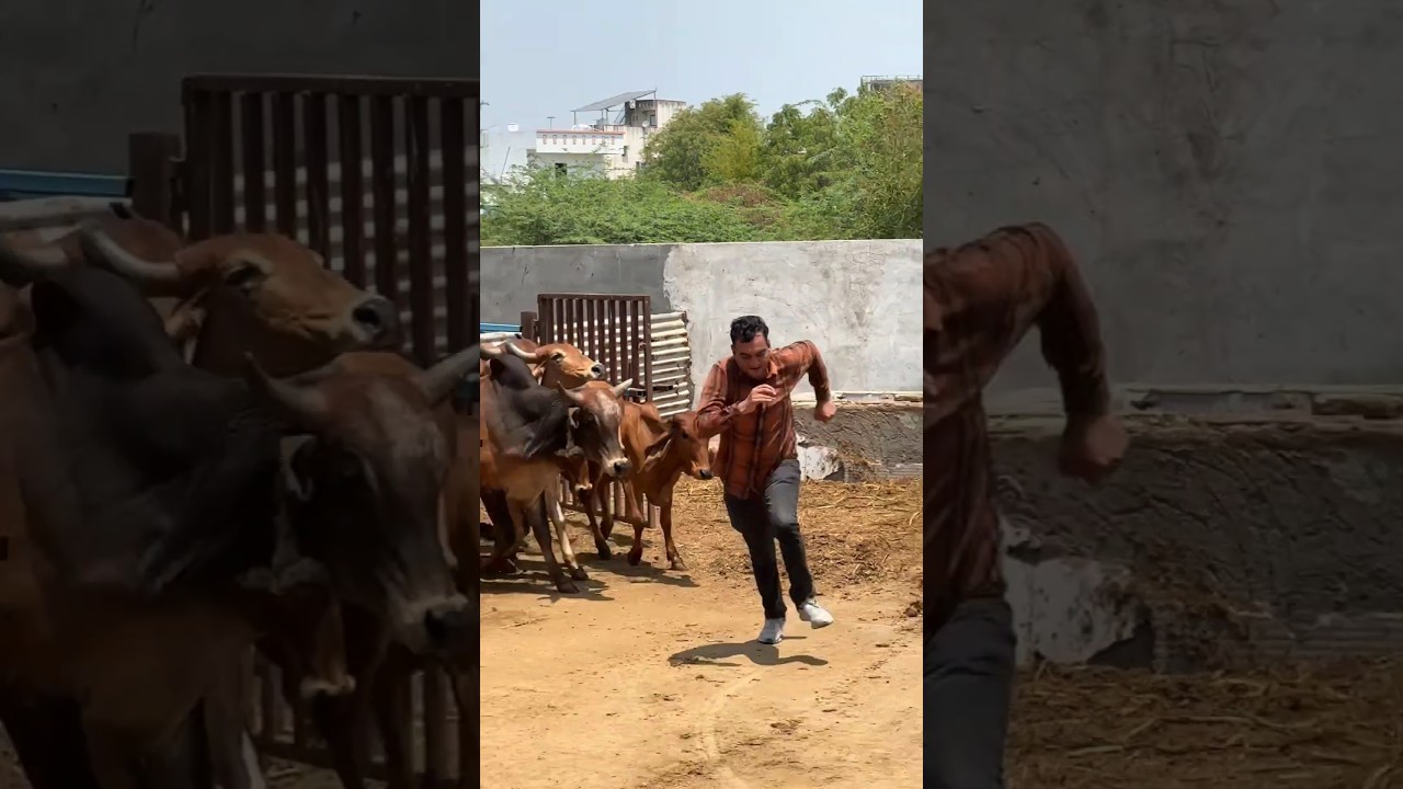 #shravanseva #cow #gaumata #trending #indiancow #youtubeshorts