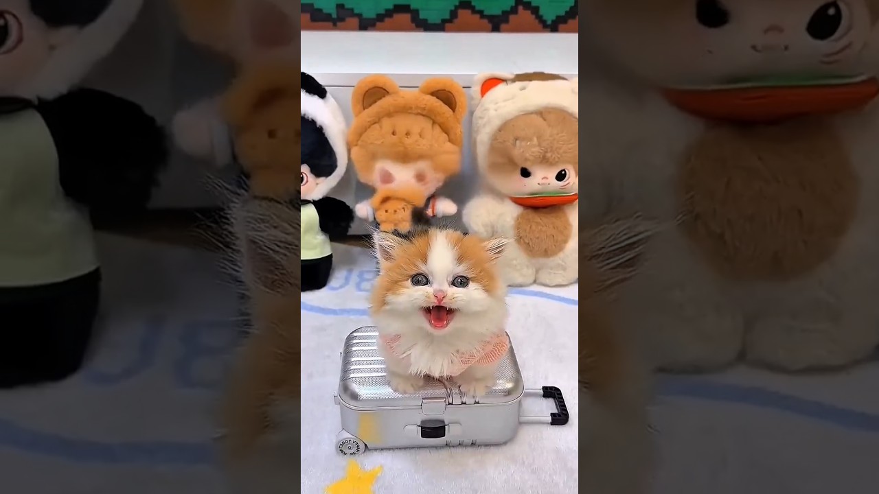 Kucing kecil ini mau kabur karena sering di kerjain majikannya😂 #shortsviral#kucinglucu