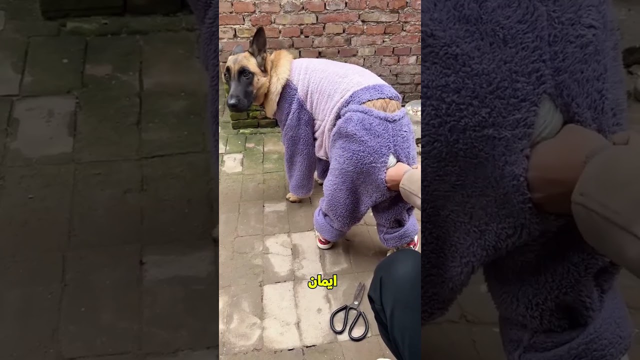 يبابا متضغطش علي ضهر الكلب😢