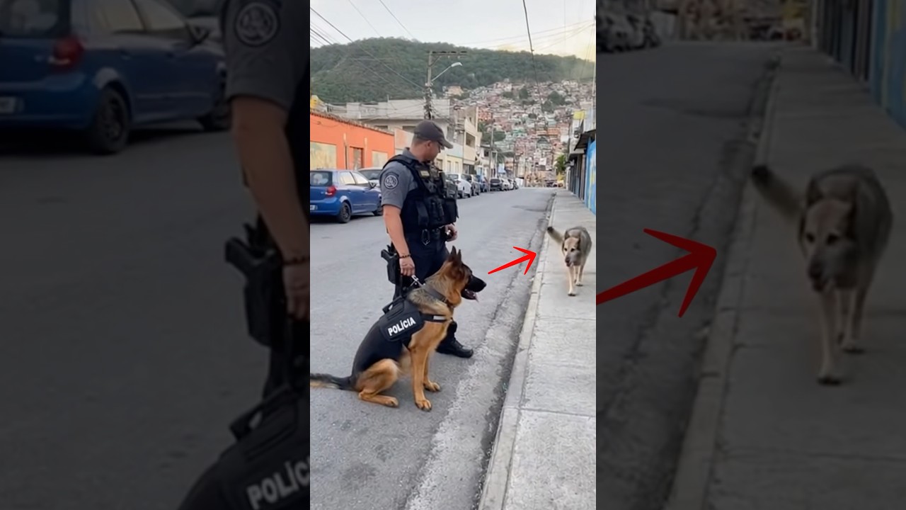 Cão Policial (K9) reencontra mãe depois de anos sem ver (e essa foi a reação) - Published by Será Que Aconteceu?