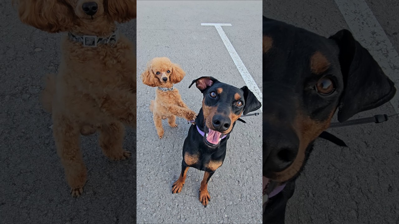 The puppies didn't want to be separated
