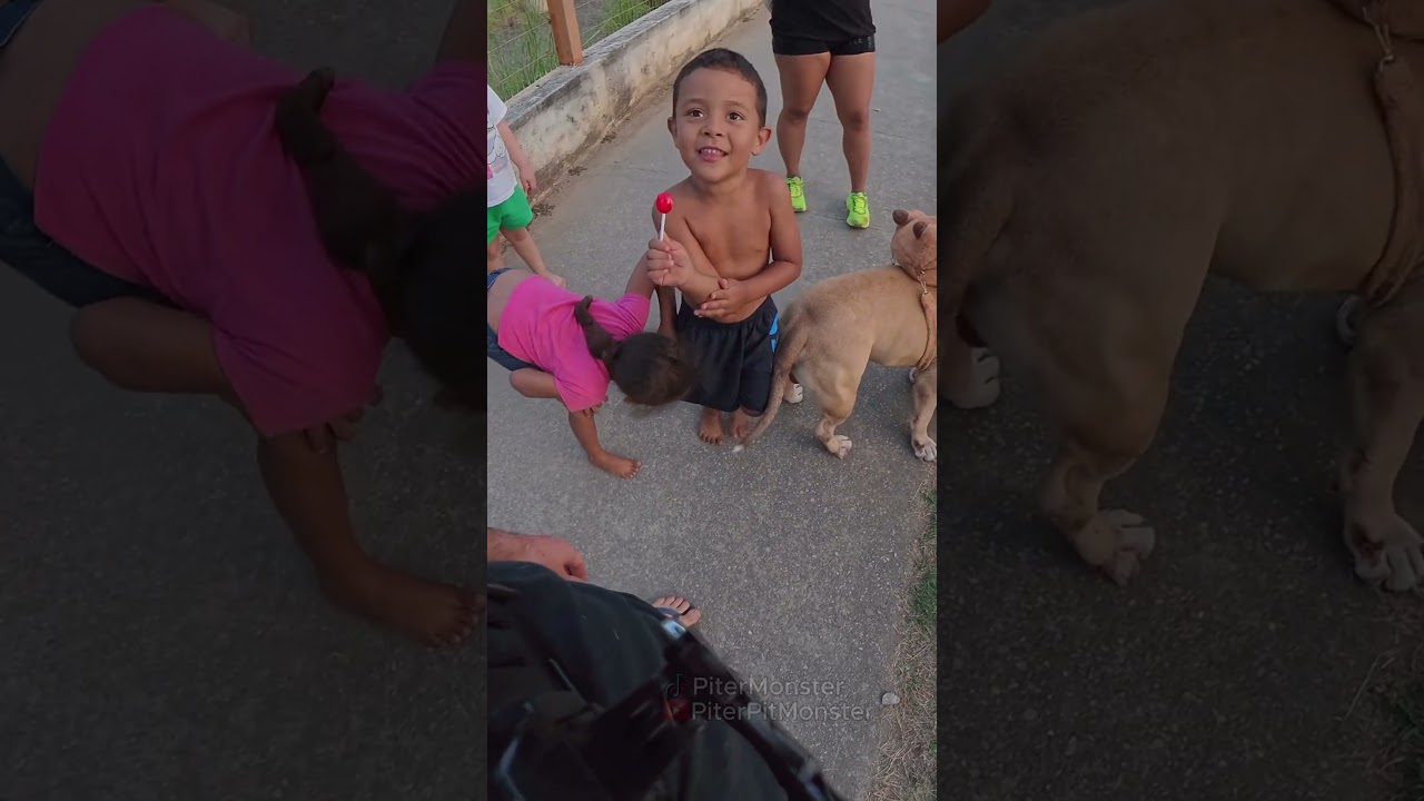 Cadê a mãe dessa criança? kkkkkk #pitbull #americanbully #engraçados #meme #funny