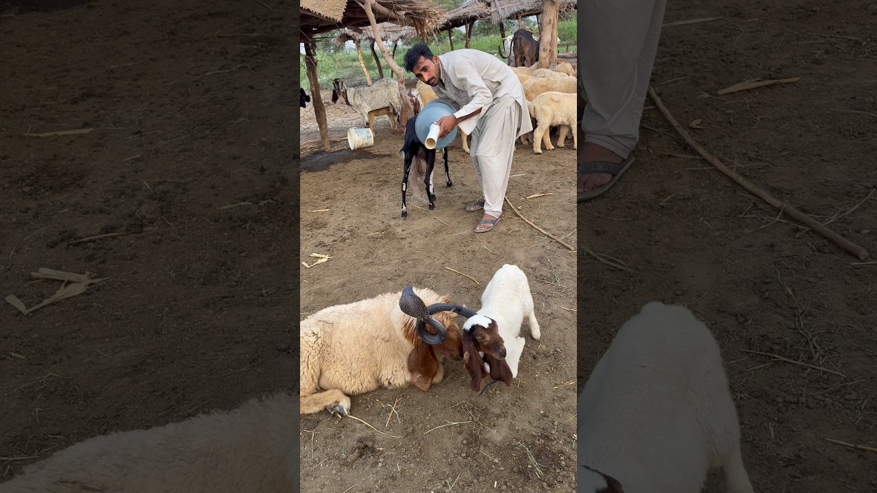 Lamb nag sy dar gy