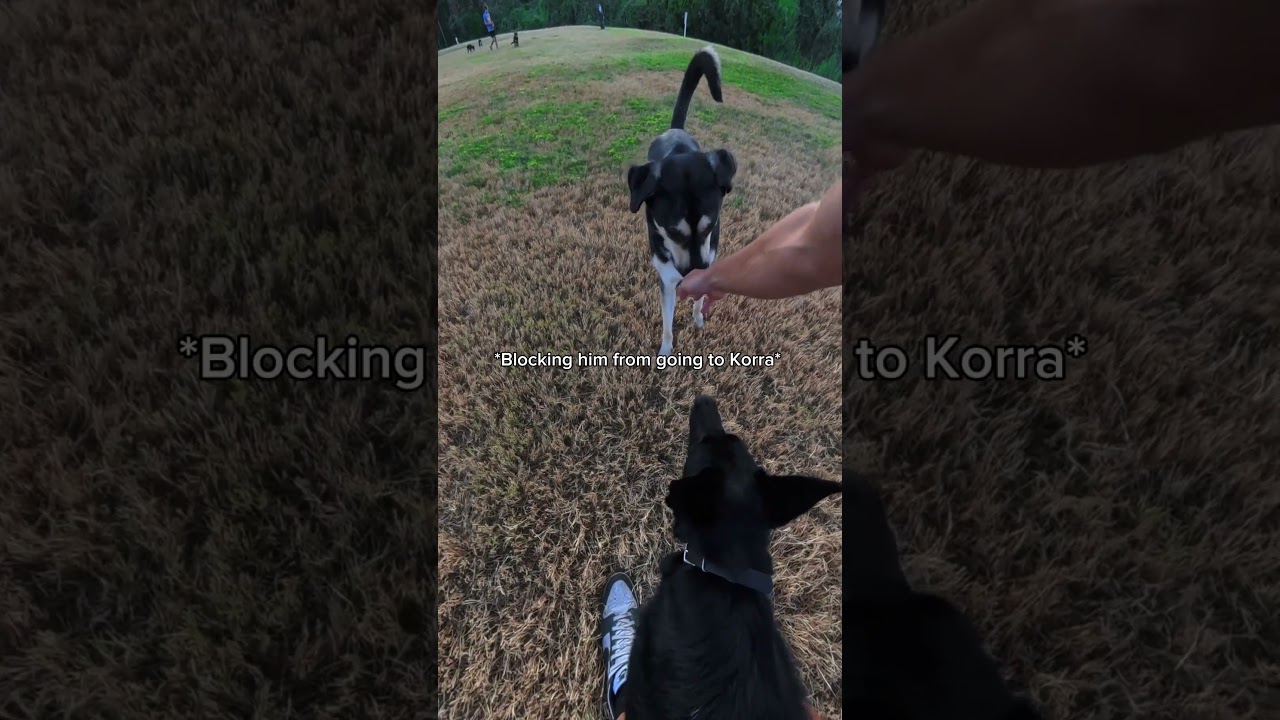 How do you handle an off leash dog running over to you?