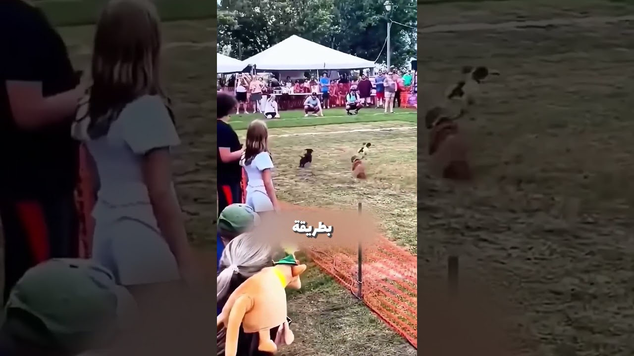 الكلب اثبت ان الذكاء يتفوق علي القوة