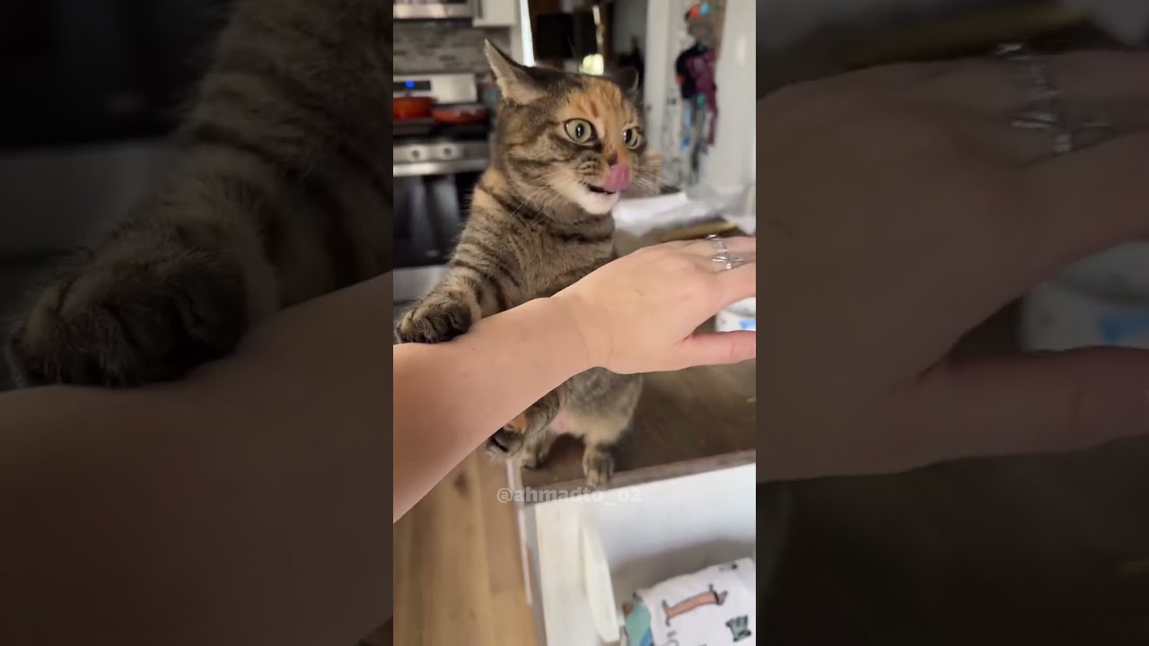 فقدت الشغف منهااا 🤣 #cat #كوميديات #funny #cat