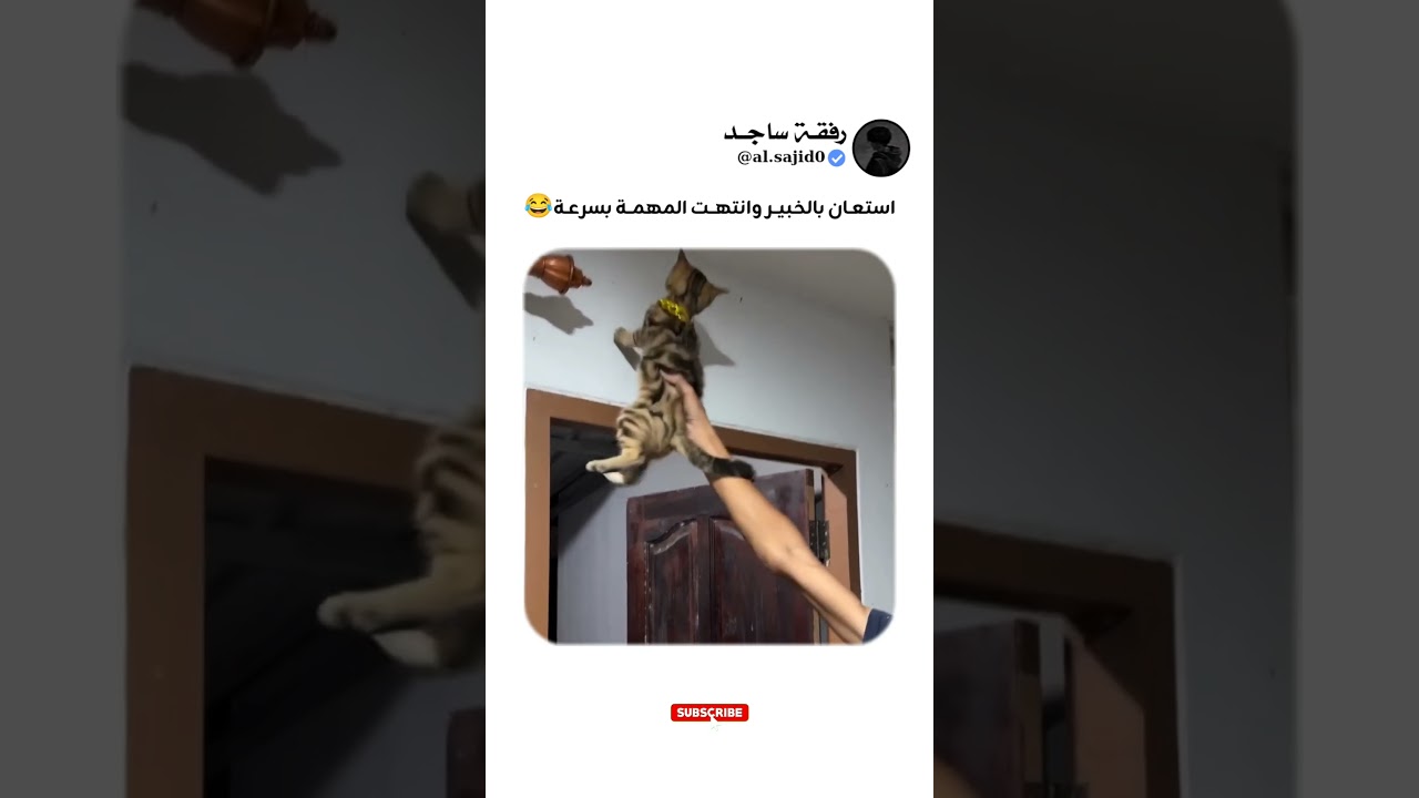 عندما يكون القط أكثر احترافية منك 🤣