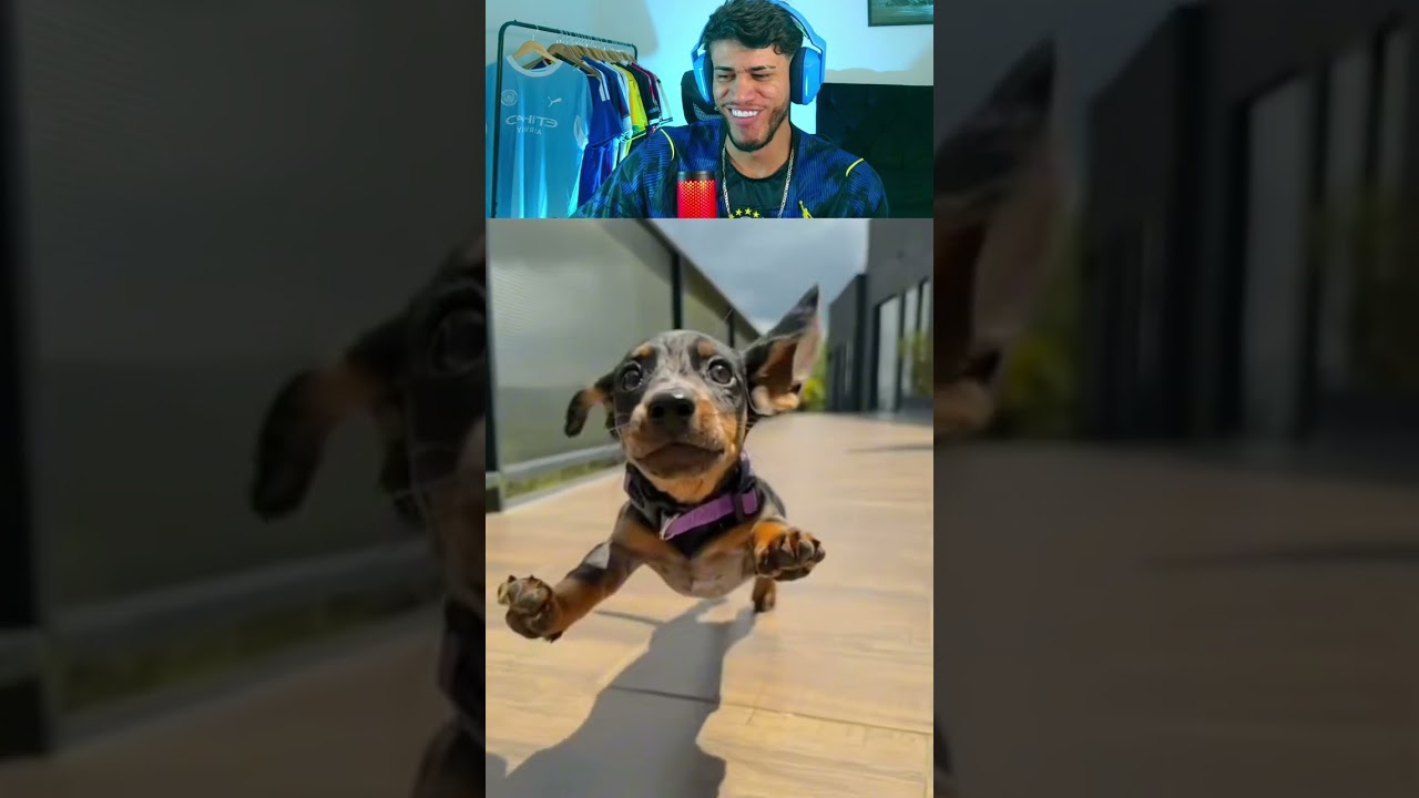 animaizinhos fofinhos