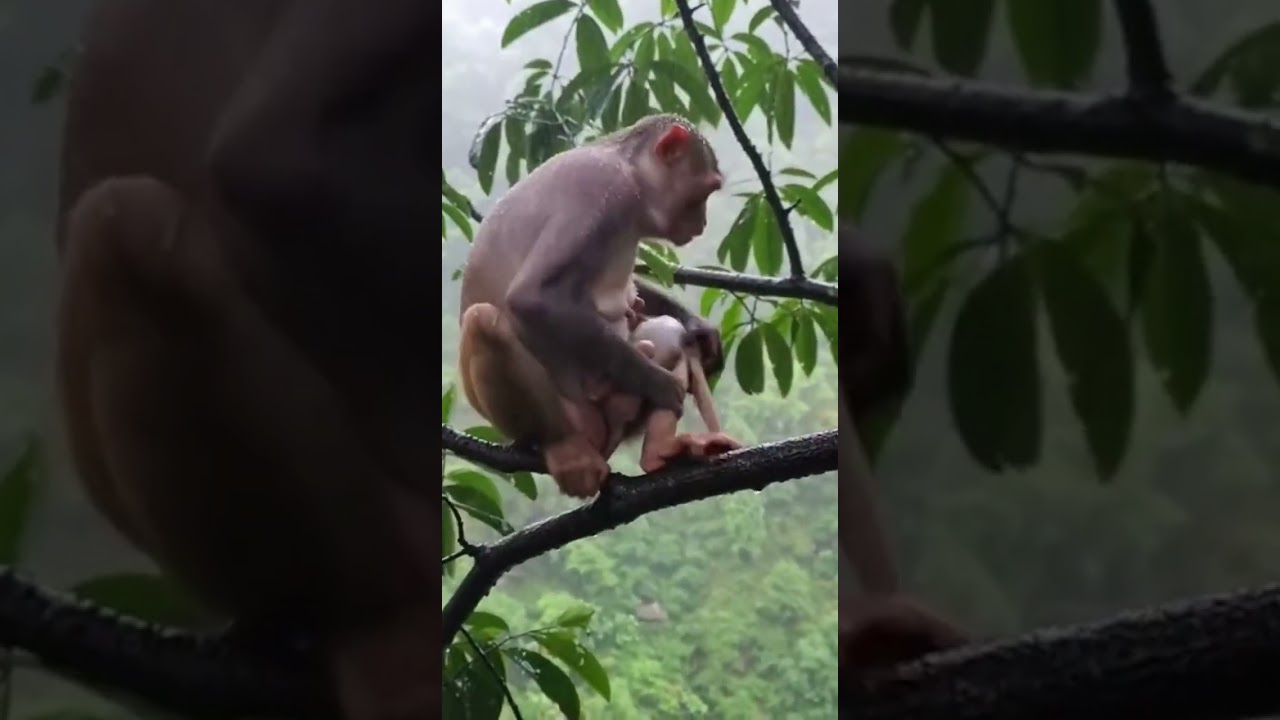 Mother Monkey Protects Her Baby In The Forest | Pure Natural Monkey Moment