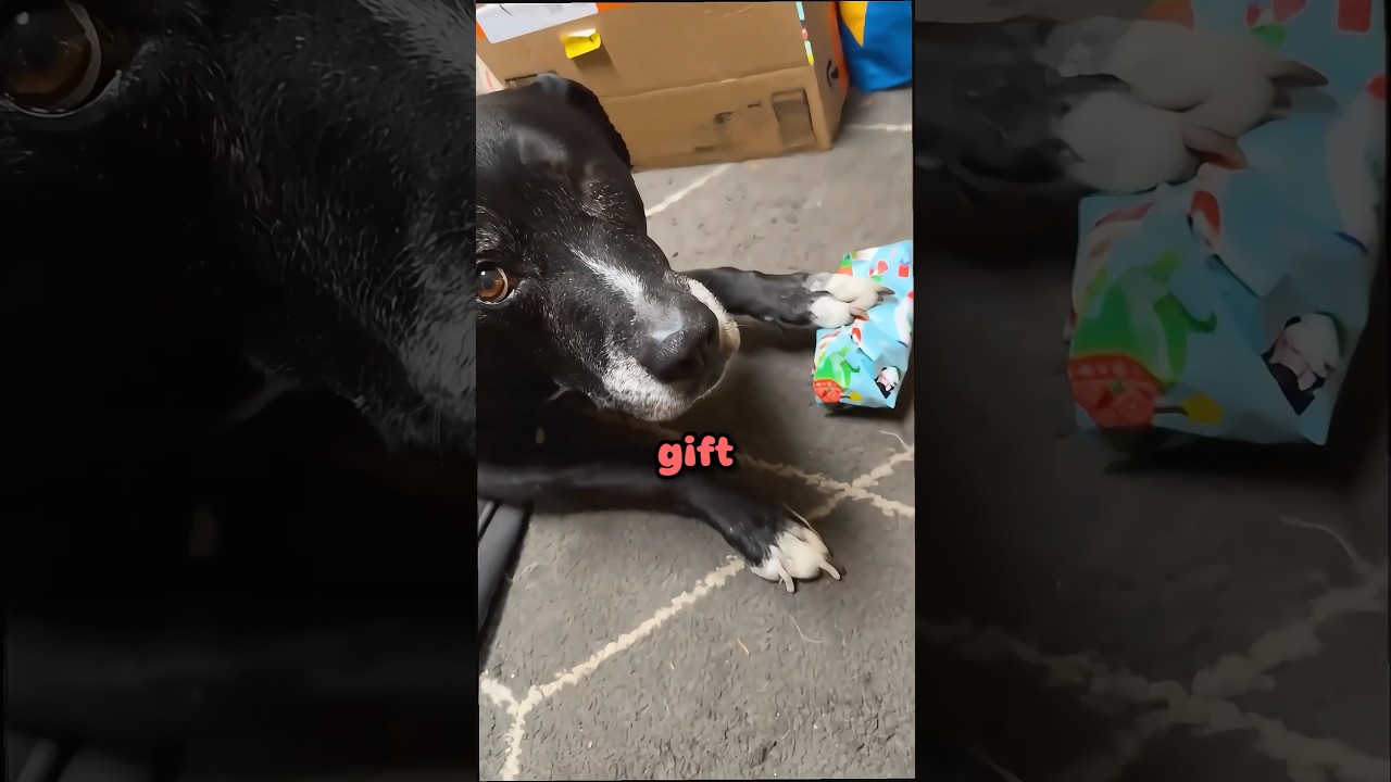 Dog Unwrapping Gift - Published by AstroFries