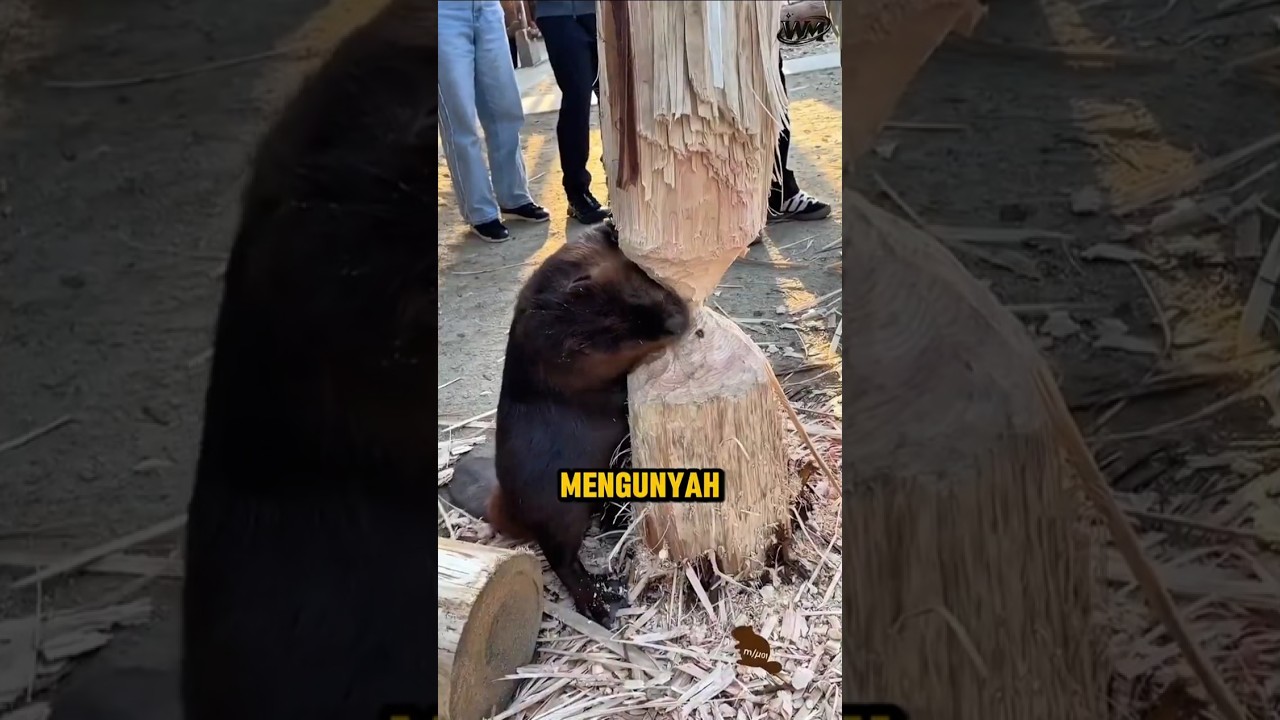 Apa yang Terjadi Jika Berang-Berang Berhenti Mengunyah Kayu?