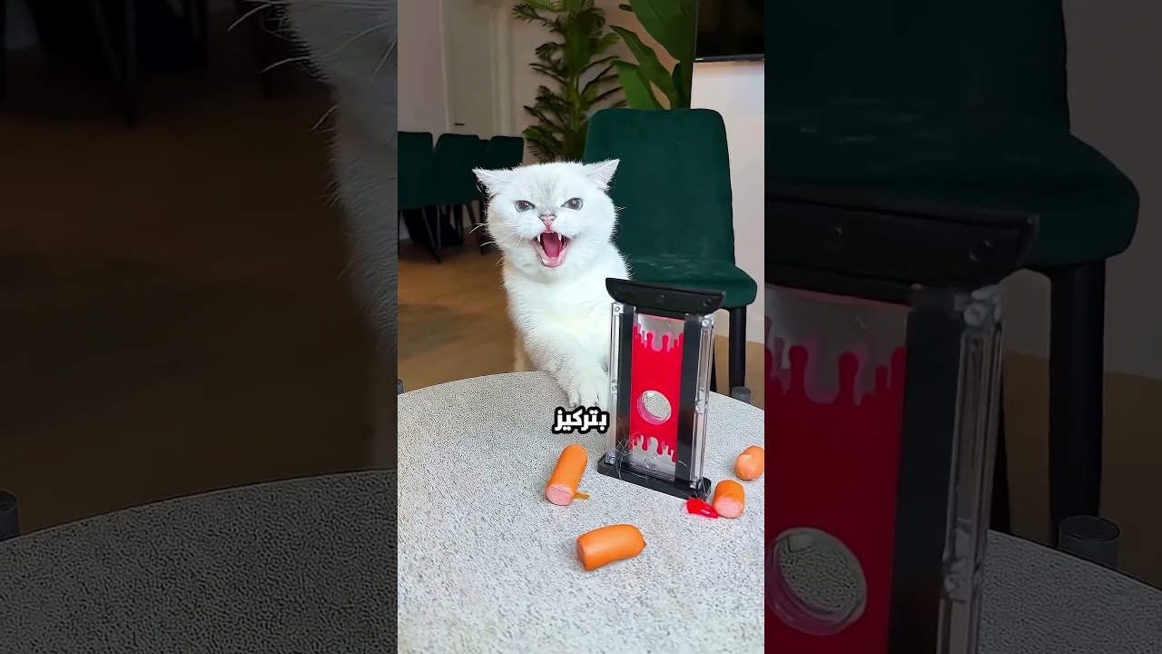 البنت دي عملت مقلب في قطتها.. بس القط انتقم منها بطريقة مرعبة! 😱🔪