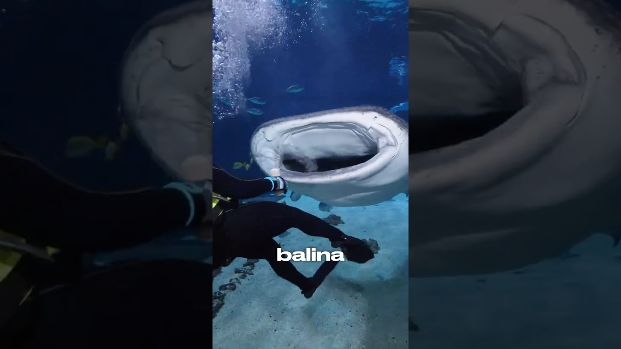 Bu Balık 800 Havuzluk Suyu Neden İçiyor? 😳🐋