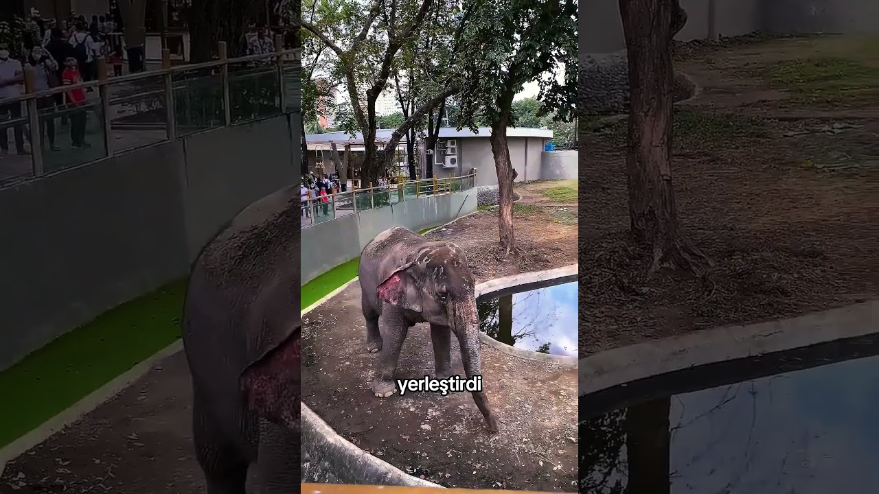 Dışlanan Filin Sessiz Çığlığı🥺