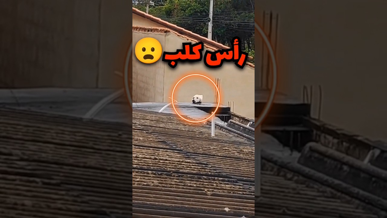 شاف راس كلب فوق السطح بس بالنهاية هذا اللي صار 😦