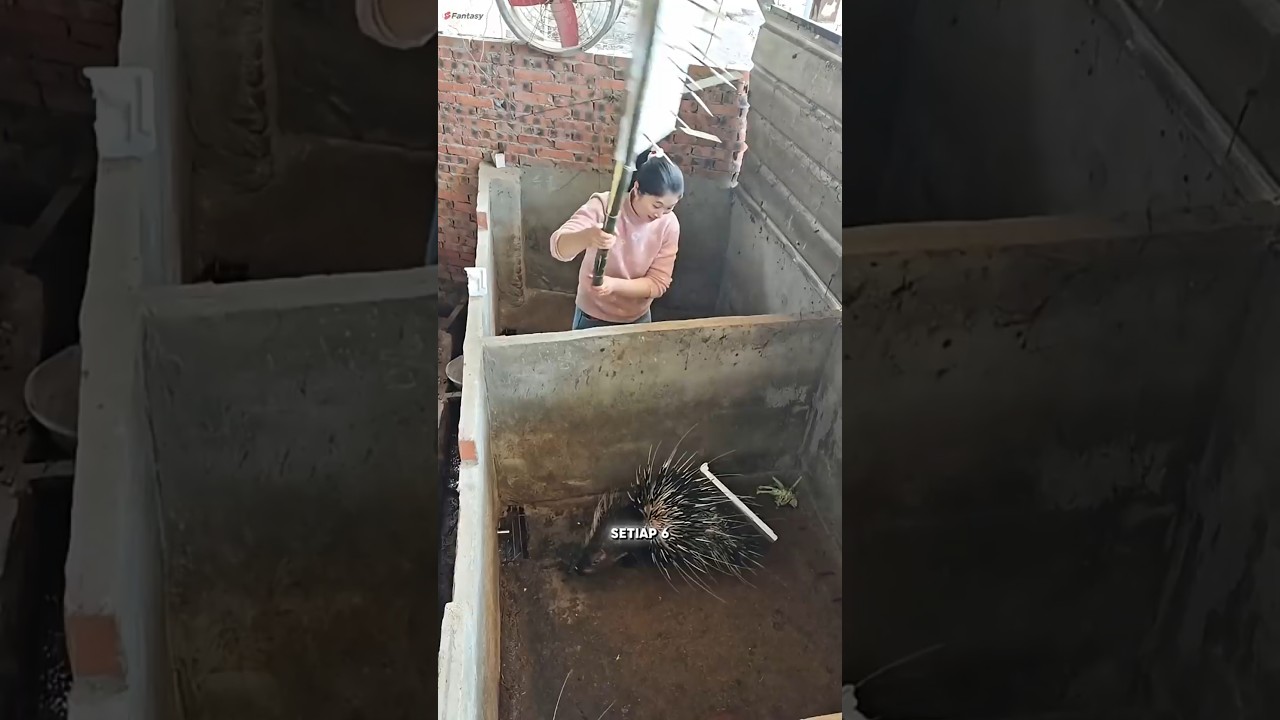 Mengapa Duri Landak Ini Dicabut Setiap Enam Bulan⁉️ #shorts #faktaunik