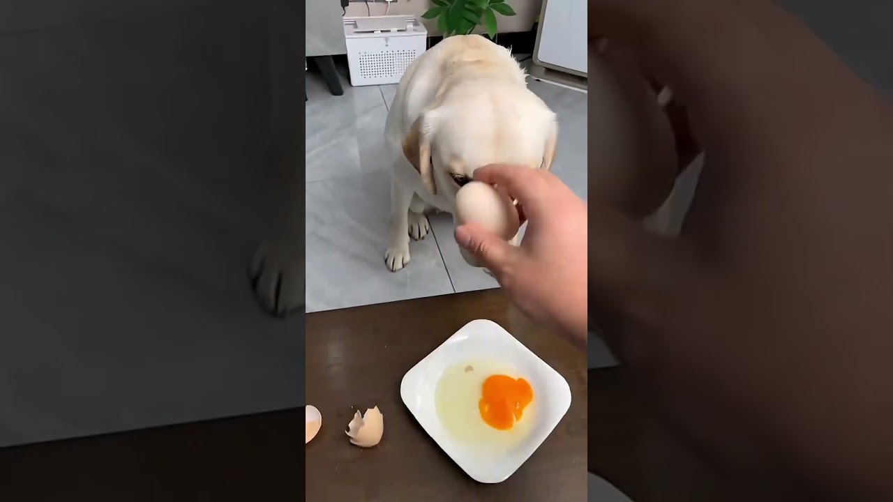 Karabaşa Versinmi 🤩💯