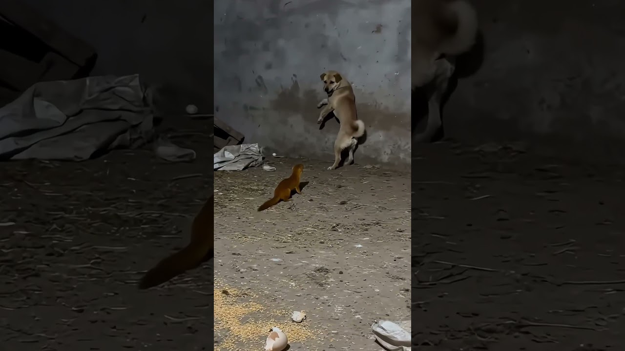 A big goose that can perform lightness kung fu